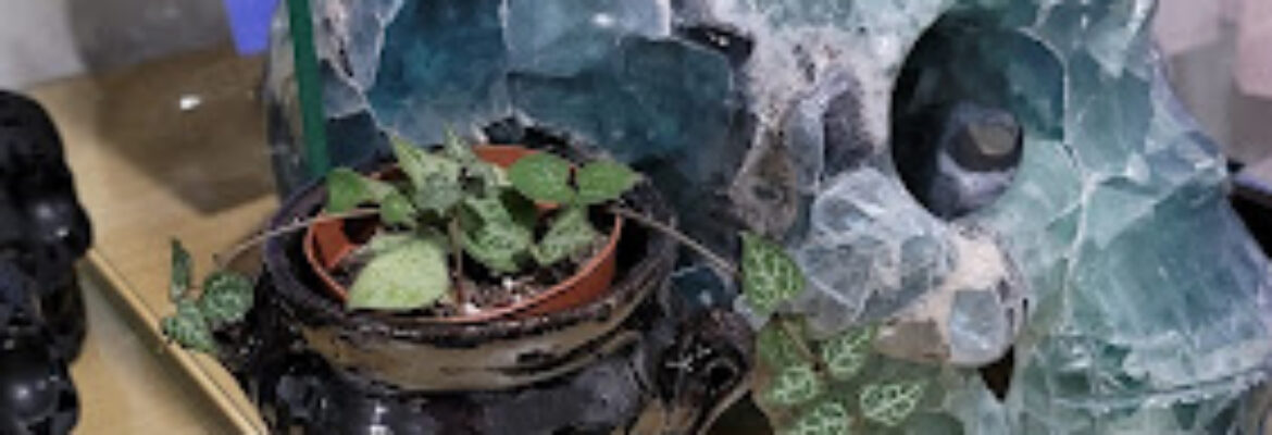 Crystal Love – Metaphysical & Plant Store