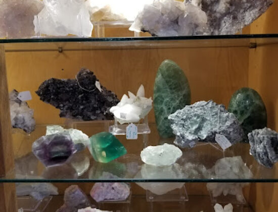 Scallops Mineral and Shell Emporium